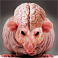 Avatar of BoogerHeadRat