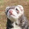 Avatar of iFerrets
