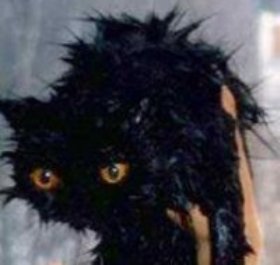 Avatar of Dandeleo