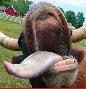 Avatar of BlackCowDeath