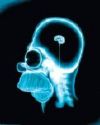 Avatar of Vertibrains