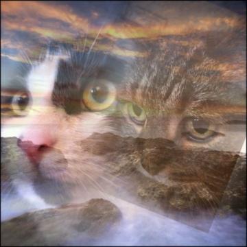 Avatar of sandbur