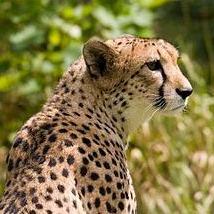 Avatar of acinonyx