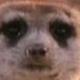Avatar of Cruise_meerkat