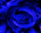 Avatar of theindigorose