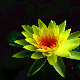 Avatar of JadeBlosssom