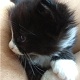 Avatar of zeencat