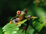 Avatar of bubblyfrog5