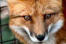 Avatar of craftyfox