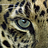 Avatar of LMicB