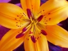 Avatar of lilyflower1345